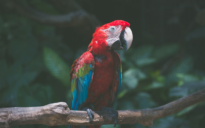 ara rosso, pappagalli, giungla, ara, uccelli, fauna selvatica, i tropici