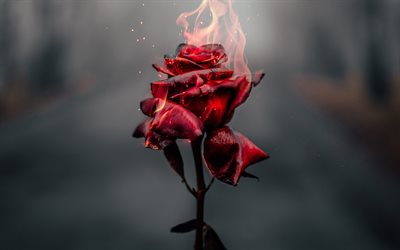 la quema de la rosa, 4k, fuego, llamas, roto el concepto de amor, la quema de flores, rosas