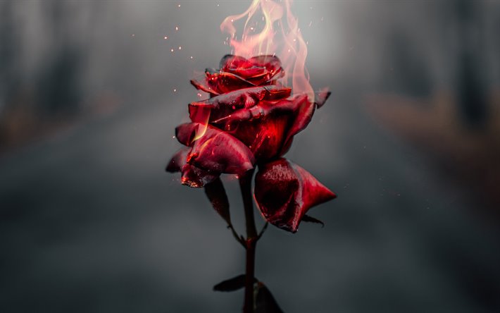 burning rose, 4k, feuer, flammen, zerbrochene liebe-konzept, brennen blume, rosen