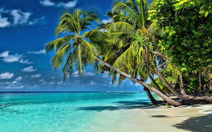tropicale, isola, costa, caraibi, viaggio estivo, palme, laguna azzurra, viaggi concetti