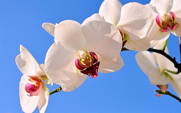 white orchids, tropical flowers, orchid branch, blue sky, orchid, floral background