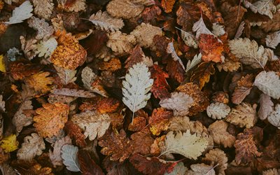 les feuilles de l&#39;automne de la texture, le jaune des feuilles de texture, fond avec des feuilles d&#39;automne, l&#39;automne concepts, automne, fond, feuilles mortes