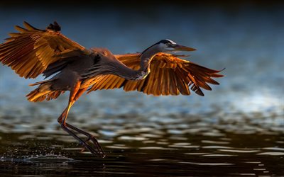 Heron, a vida selvagem, P&#225;ssaro De Descolagem, lago, aves selvagens, Ardeidae