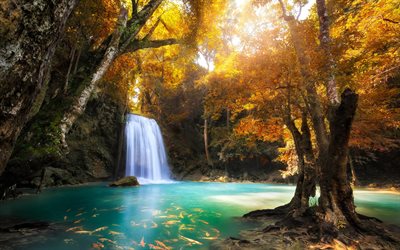 waterfall, autumn landscape, blue lake, yellow trees, koi carps, yellow leaves, Thailand