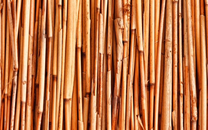 bamb&#250; marr&#243;n troncos, macro, bambusoideae palos, bamb&#250; texturas, marr&#243;n textura de bamb&#250;, ca&#241;as de bamb&#250;, palos de bamb&#250;, de madera de color marr&#243;n de fondo, horizontal textura de bamb&#250;, bamb&#250;