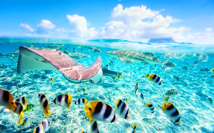 stingrays, fish, summer, tropics, underwater world, paradise, ocean, sea