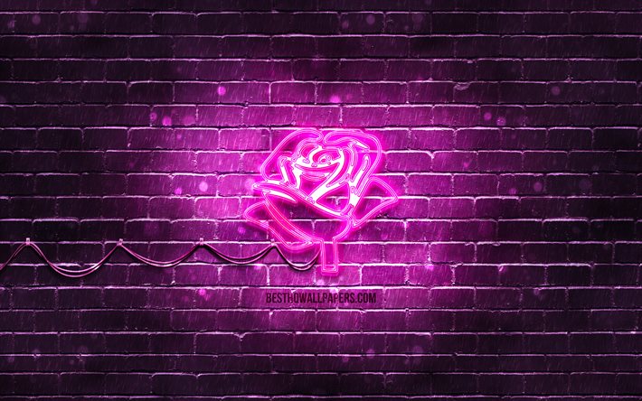 &#205;cone de n&#233;on rosa roxa, 4k, fundo roxo, s&#237;mbolos de n&#233;on, Rosa roxa, &#237;cones de n&#233;on, sinal de Rosa roxa, flores de n&#233;on, sinais da natureza, &#237;cone de Rosa roxa, &#237;cones da natureza
