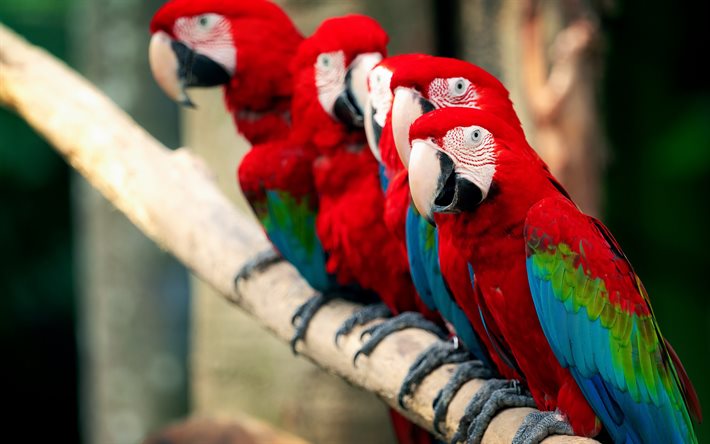 Ara rouge, perroquets rouges, ara, beaux oiseaux rouges, perroquets, perroquet sud-am&#233;ricain