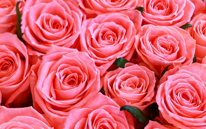 vaaleanpunaiset ruusut, vaaleanpunaisia ruusuja suuret silmut, tausta vaaleanpunaisilla ruusuilla, ruusujen tausta, vaaleanpunaiset ruusunuput
