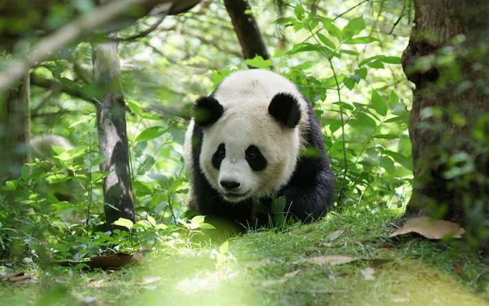 panda na floresta, panda pouco bonito, filhotes de urso bonito, pandas, vida selvagem, animais selvagens