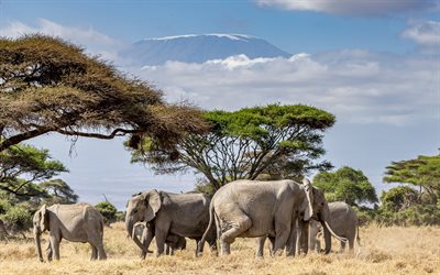 Elefanter, Afrika, savann, vilda djur, elefantfamilj, elefanter