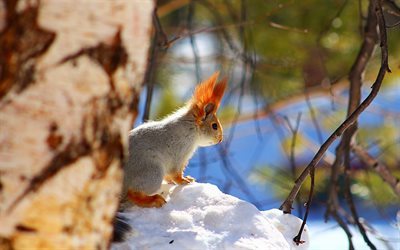 forest, squirrel, wild animal, snow