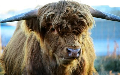 Highland Cow, 4k, Skotska kor