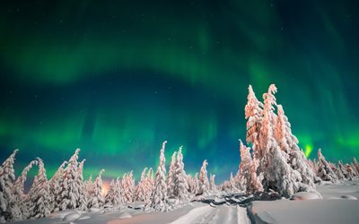 La Aurora Boreal, 4K, luces del norte, invierno, bosque
