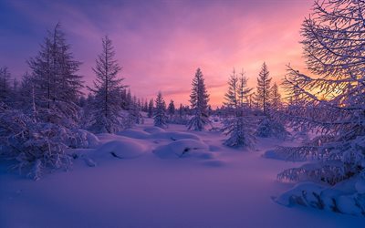 inverno, tramonto, foresta, cumuli di neve