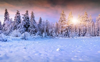 winter, forest, snow, trees, sunset