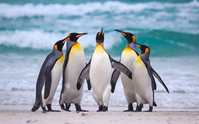 Kraliyet penguenler, Antarktika, kıyı, okyanus, penguen, patagonicus, u&#231;amayan kuş Aptenodytes