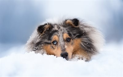 Collie, dogs, winter, Scottish Shepherd Dog, pets, Collie Dog