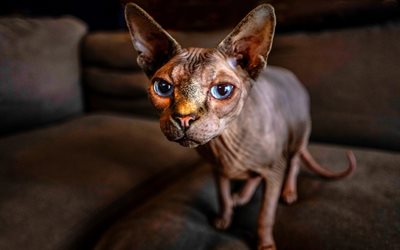 Sphynx cat, brown cat, house cat, hairless cat, pets, cats
