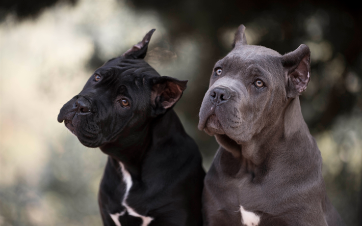 Cane Corso, gray dog, c&#227;o preto, animais de estima&#231;&#227;o, 4k