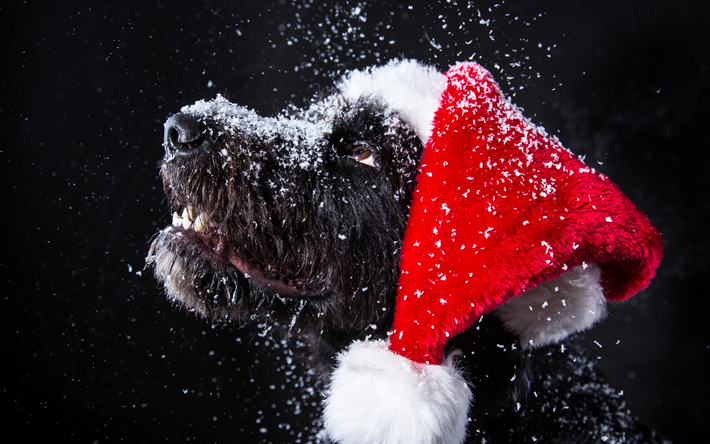 norwich terrier, schwarzer hund, weihnachten, neujahr, hund, jahr, winter, schnee