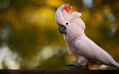 Pink Cockatoo, parrots, wildlife, Lophochroa leadbeateri, Cockatoo
