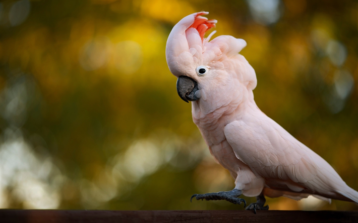 Pink Cockatoo, الببغاوات, الحياة البرية, Lophochroa leadbeateri, الببغاء