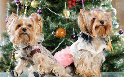 Yorkshire Terrier, curly dogs, New Year, Christmas tree, pets