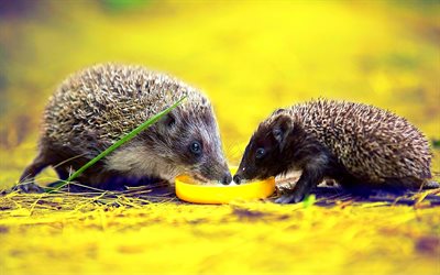 hedgehogs, forest, forest inhabitants, cute animals, thorns