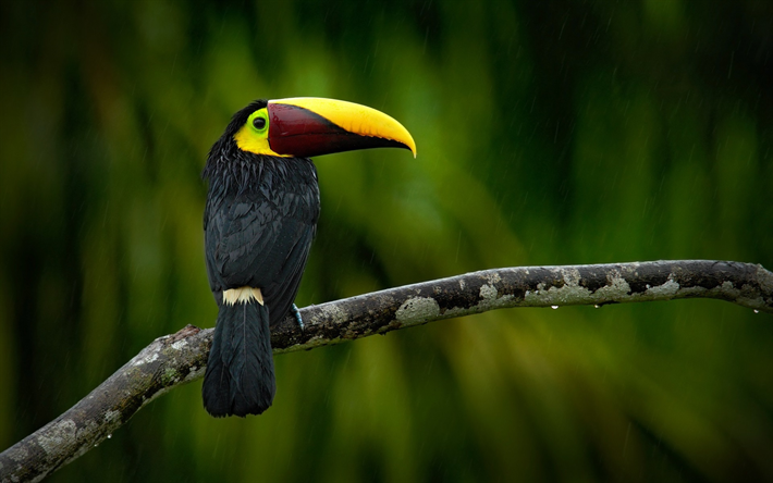 Toco Toucan, jungle, rain, black toucan, Ramphastos toco, wildlife, toucan