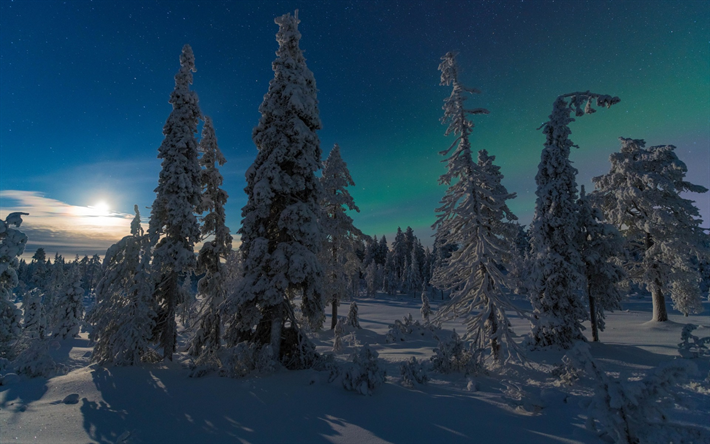 floresta do inverno, neve, noite, inverno, Em Kuusamo, Finl&#226;ndia