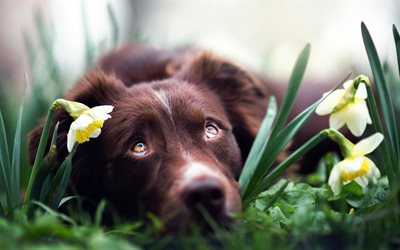 chocolate labrador, pets, daffodils, dogs, retriever, cute animals