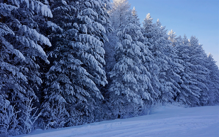bosque de invierno, nieve, invierno, paisaje, los &#225;rboles, cubierto de nieve, bosque