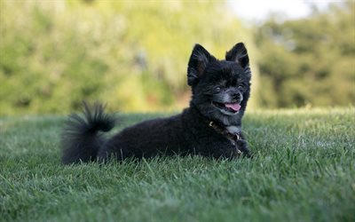 Schipperke, black dog, green grass, pets, Belgian breed of dog, 4k
