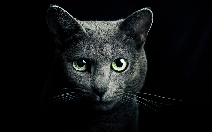 ロシアの青い猫, 4k, ペット, マズル, 緑色の瞳を, 猫, ロシアの青