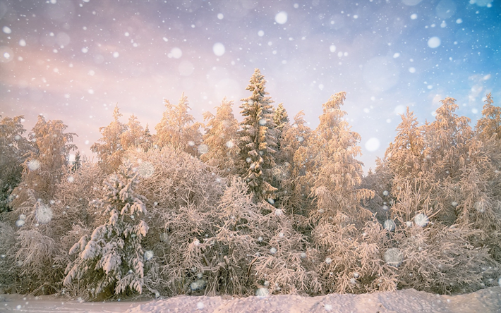 inverno, neve, foresta, paesaggio invernale, Nuovo Anno