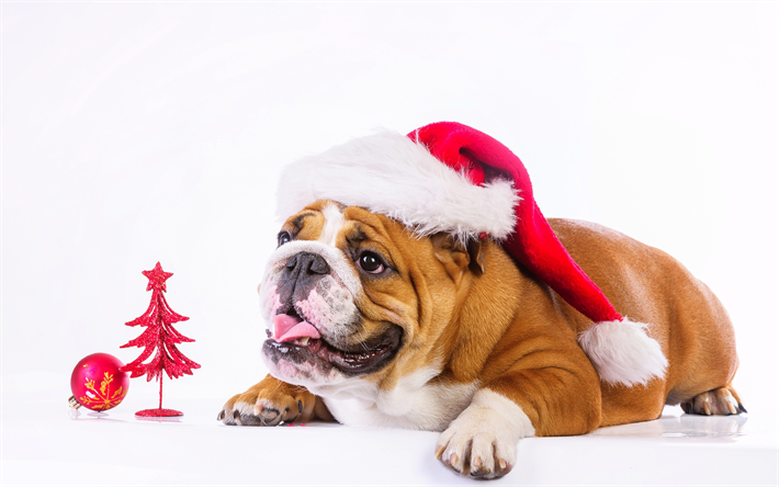 4k, 英語のブルドッグ, 年の犬, 謹賀新年度の2018年, 新しい年度の2018年, クリスマス, 犬