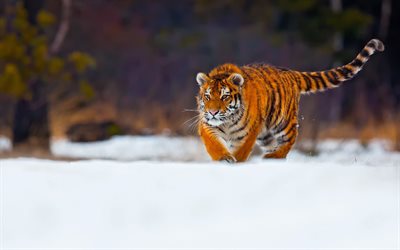 tiger, predator, wildlife, young tiger, snow, winter, wild cat