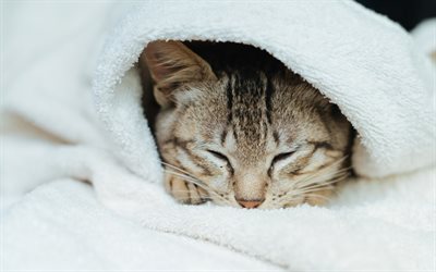 American Bobtail, domestic cat, sleeping cat, cute animals, cats