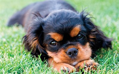 4k, Cavalier King Charles Spaniel, puppy, pets, dogs, cute animals, spaniels