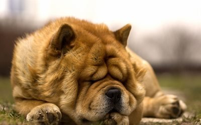 chow chow, sleeping puppy, cute dogs, pets, puppies, dogs, funny animals