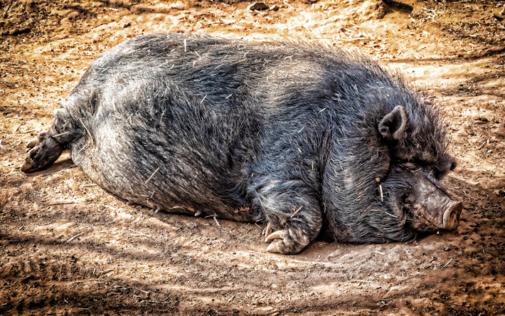 Large Black pig, 4k, funny animals, Devon, Cornwall Black, Boggu, domestic pig, pets, sleeping pig