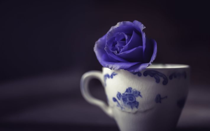 rose pourpre, tasse blanche avec des roses, roses bleues, concepts de fleurs