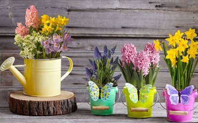 Spring, spring flowers, muscari, hyacinths, daffodils, crocuses, bouquets