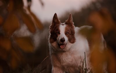 Border Collie, brun vit hund, husdjur, sunset, kv&#228;ll, hund
