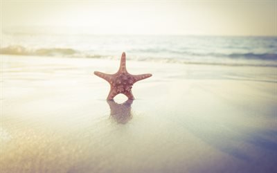 stella di mare, tramonto, spiaggia, oceano, onde, viaggi concetti