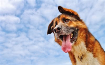 German Shepherd, muzzle, blue sky, dogs, cute animals, pets, German Shepherd Dog