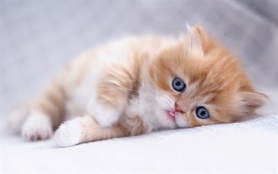 Scottish Fold, ginger kitten, pets, cats, cute animals, ginger cat, domestic cat, Scottish Fold Cat