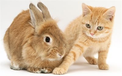 fluffy little rabbit, little kitten, friendship concepts cute animals, cat and rabbit, pets