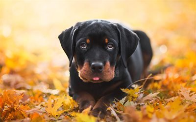 Rottweiler Dog, autumn, puppy, pets, dogs, cute animals, Rottweiler